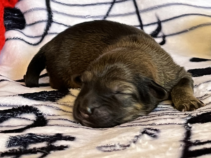 chinook puppy